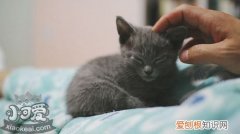 俄罗斯蓝猫皮肤病,俄罗斯蓝猫,猫，有俄罗斯蓝猫吗