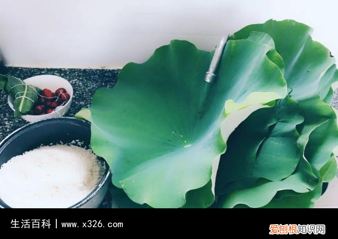 粽子可以用哪些叶子包 可以用来包粽子的树叶