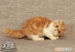 加菲猫总是流眼泪,加菲猫,猫，加菲猫总有眼泪