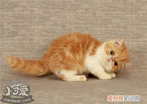 加菲猫总是流眼泪,加菲猫,猫，加菲猫总有眼泪