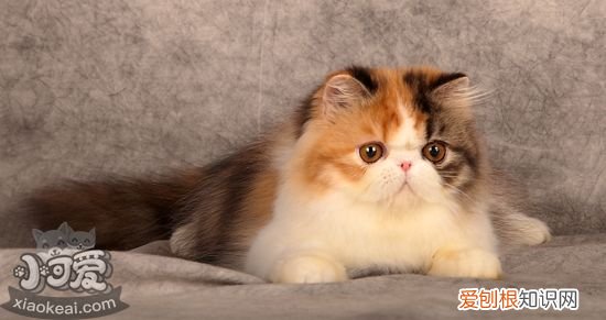 加菲猫拉稀,异国短毛猫拉稀,猫，加菲猫食欲好但拉稀