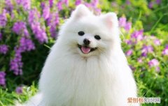 萨摩几个月开始换牙 萨摩换牙要多久