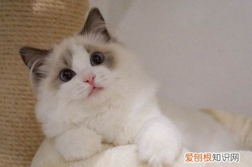 布偶猫生病了,布偶猫,猫，布偶猫易生病