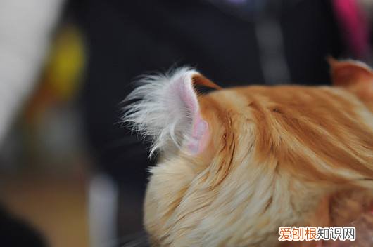 卷耳猫有遗传病吗,卷耳猫,猫，卷耳猫有没有遗传病