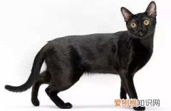 孟买猫泪痕,孟买猫流泪,猫，孟买猫有花纹吗