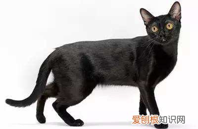 孟买猫泪痕,孟买猫流泪,猫，孟买猫有花纹吗