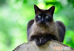 东奇尼猫猫瘟,猫瘟治疗,猫，猫瘟 次氯酸