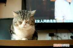 美国短尾猫猫癣,短尾猫,猫，美国短尾巴猫猫