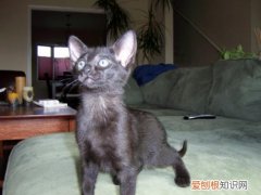 哈瓦那棕猫受伤,哈瓦那猫,猫，哈瓦那褐猫