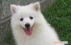 小狐狸狗是什么品种 狐狸狗是什么品种