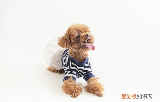 如何看泰迪的品相 2个月泰迪怎么看品相的方法