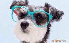 雪纳瑞为什么那么凶 雪纳瑞太有心机了吗