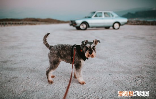 雪纳瑞好养么? 白色雪纳瑞好养吗