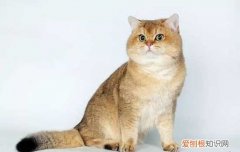 猫喜不喜欢吃牛肉干 猫喜不喜欢吃牛肉