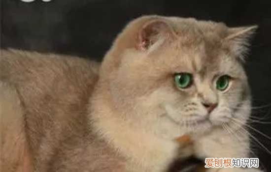 猫为什么这么喜欢吃蛋黄 猫喜不喜欢吃蛋黄