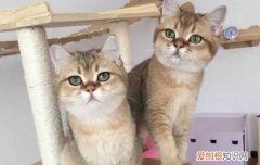 猫喜不喜欢吃螃蟹 猫喜欢吃螃蟹吗