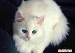 猫咪眼屎多红褐色用什么眼药水 猫咪眼屎多红褐色