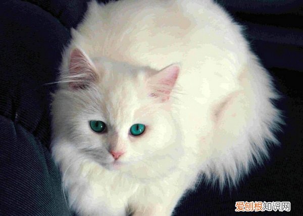 猫咪眼屎多红褐色用什么眼药水 猫咪眼屎多红褐色