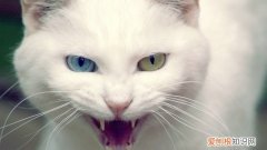 猫咪经常换主人的后果 猫咪换了主人会伤心吗