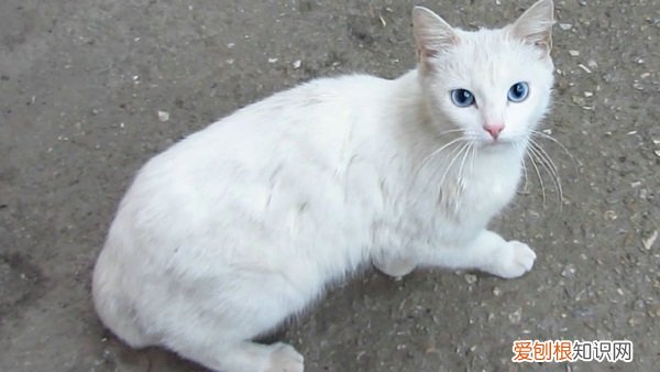 小猫有眼屎打喷嚏 小猫有眼屎