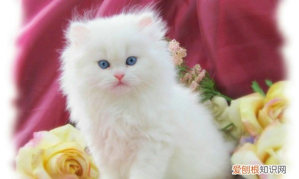猫咪吃撑了是什么表现 怎么判断猫咪吃撑了