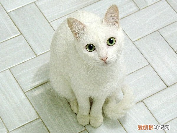 猫咪吐了是什么原因? 猫猫吐了是什么原因