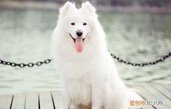 萨摩为什么不认主人 萨摩讨厌主人的表现