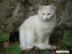 猫怕老鼠是怎么回事 老鼠怕猫的原因是什么