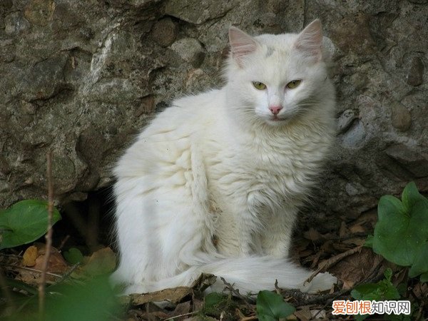 猫怕老鼠是怎么回事 老鼠怕猫的原因是什么