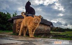 猫吃猪肉不? 猫能吃猪肉不