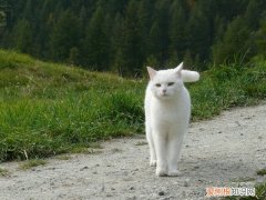 猫的寿命是几岁? 猫咪的寿命是多少岁