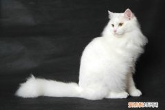 母猫多久发情一次