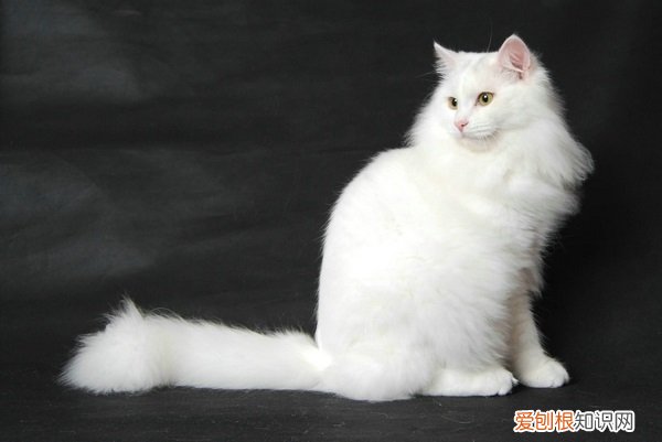 母猫多久发情一次