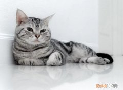 英短短毛猫银渐层 英短银渐层猫的脾气