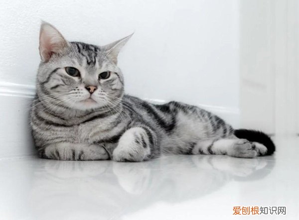 英短短毛猫银渐层 英短银渐层猫的脾气