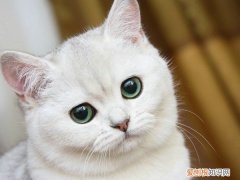 猫耳朵里面黑色的泥怎么回事儿 猫耳朵里面黑色的泥怎么回事