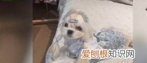 宠物狗寄养后死亡，谁负责？，宠物店寄养死了算谁的
