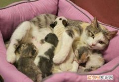 要不要阻止母猫转移小猫
