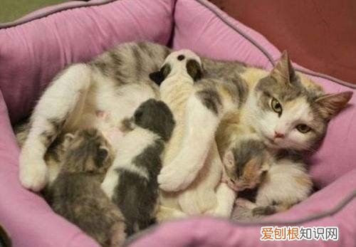 要不要阻止母猫转移小猫