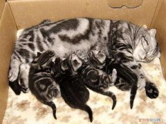 小猫生产过程需要多久，小猫生产过程需要多久才能生