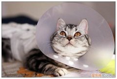 母猫绝育后伊丽莎白圈多久可以摘下来，母猫咪绝育后多久可以摘伊丽莎白圈