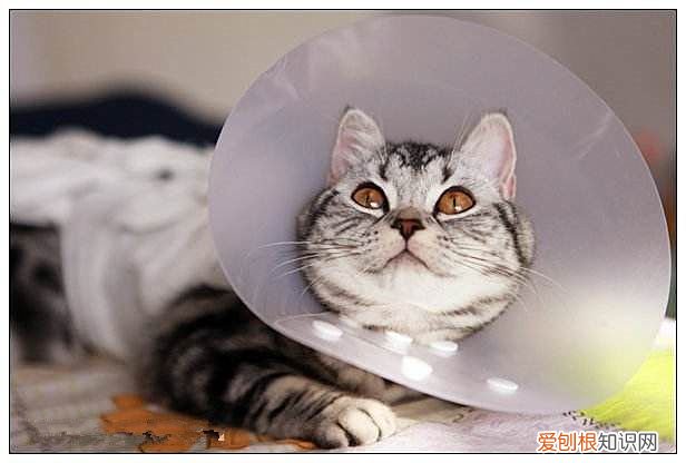 母猫绝育后伊丽莎白圈多久可以摘下来，母猫咪绝育后多久可以摘伊丽莎白圈