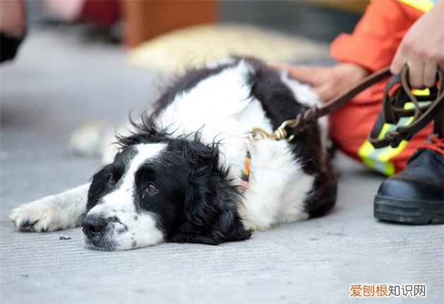 致敬那些默默守护人类的狗战士！，致敬那些默默守护人类的狗战士英文