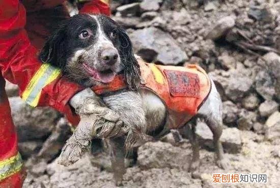 致敬那些默默守护人类的狗战士！，致敬那些默默守护人类的狗战士英文