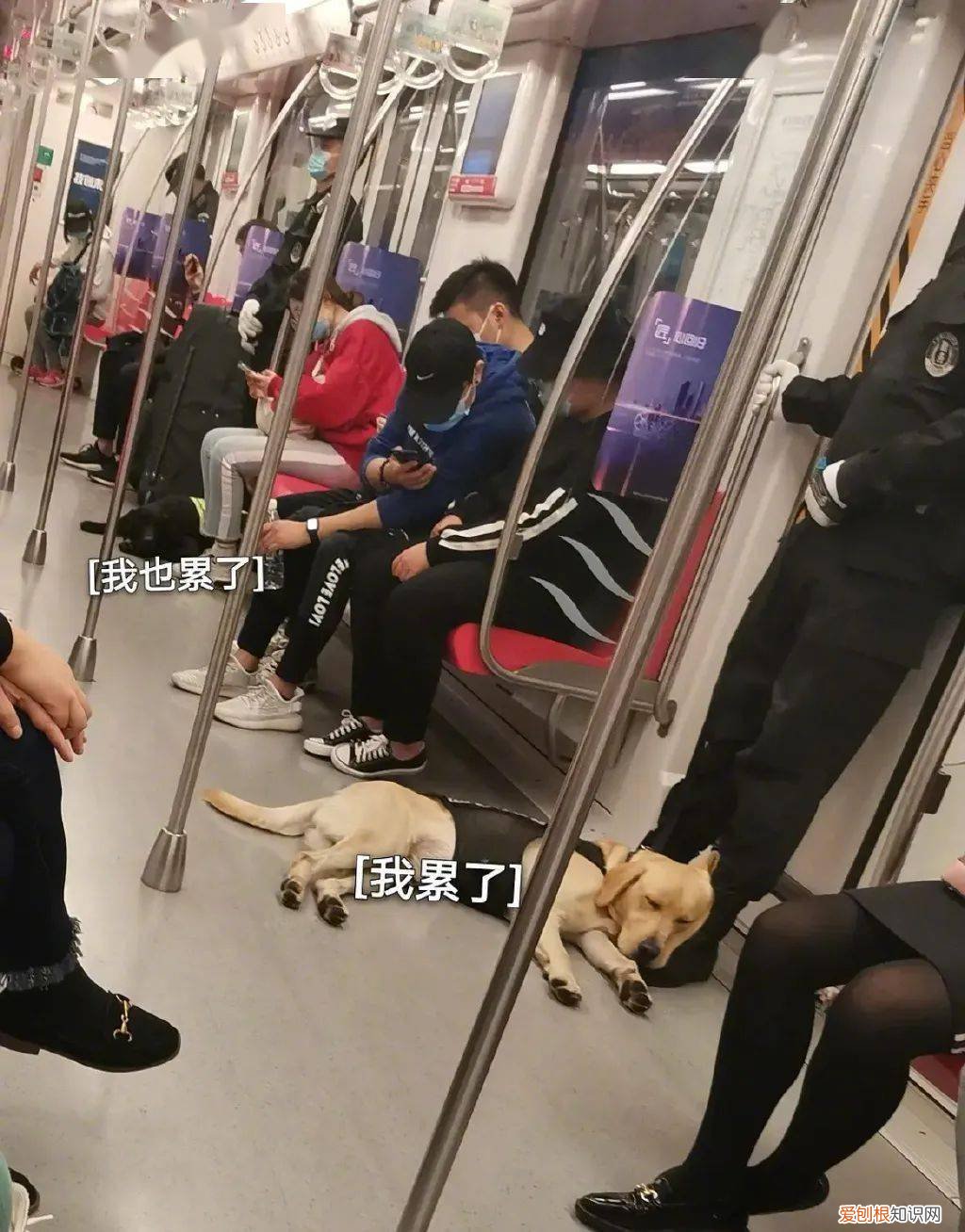 致敬那些默默守护人类的狗战士！，致敬那些默默守护人类的狗战士英文