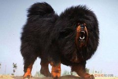 怎么训练藏獒不咬人，怎么训练藏獒不咬人呢