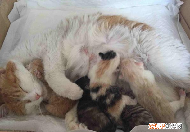 猫妈妈为什么要把小猫藏起来，猫妈妈会把小猫藏起来吗