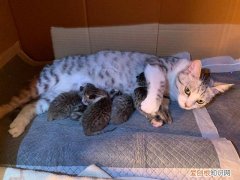 猫咪生产过程要多久，猫咪生产过程要多久第一个宝宝才出生