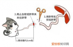 母猫多久没咬脐带就要剪，小猫脐带连着胎盘母猫不咬需要剪么