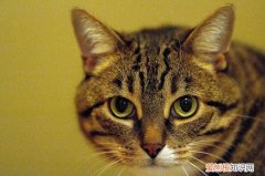 猫有牙结石要洗牙吗 猫有牙结石